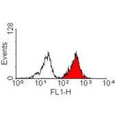 Anti-HLA-A2 antibody [BB7.2] (Low endotoxin, azide free) used in Flow cytometry (FACS). GTX75806
