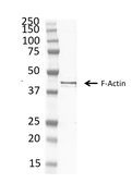 Anti-F-Actin antibody [NH3] used in Western Blot (WB). GTX76100