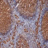 Anti-CD9 antibody [MM2/57] used in IHC (Frozen sections) (IHC-Fr). GTX76184