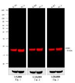 Goat Anti-Mouse IgG antibody (DyLight680). GTX76788