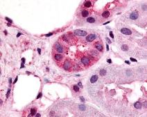 Goat Anti-Chicken Whole Serum antibody. GTX77074