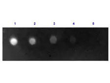 Rabbit Anti-Sheep IgG antibody (FITC). GTX77152