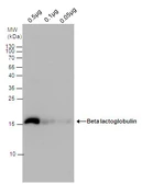 Anti-beta Lactoglobulin antibody used in Western Blot (WB). GTX77272