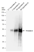 Anti-Protein A antibody (HRP) used in Western Blot (WB). GTX77595