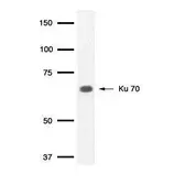 Anti-Ku70 antibody [529] used in Western Blot (WB). GTX77607