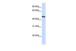 Anti-CSDA antibody, C-term used in Western Blot (WB). GTX77784
