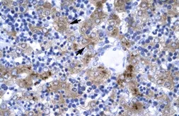 Anti-IRF9 antibody, N-term used in IHC (Paraffin sections) (IHC-P). GTX77807