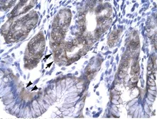 Anti-SNF8 antibody, N-term used in IHC (Paraffin sections) (IHC-P). GTX77812