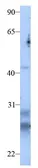 Anti-Claudin 13 antibody, C-term used in Western Blot (WB). GTX77837