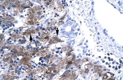 Anti-NFYA antibody, C-term used in IHC (Paraffin sections) (IHC-P). GTX77848