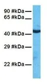 Anti-TAZ antibody, N-term used in Western Blot (WB). GTX77881