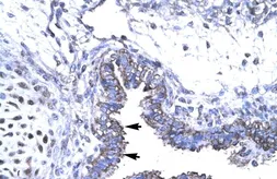 Anti-SMAD6 antibody, N-term used in IHC (Paraffin sections) (IHC-P). GTX77884