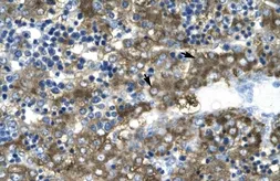 Anti-GATA2 antibody, N-term used in IHC (Paraffin sections) (IHC-P). GTX77904