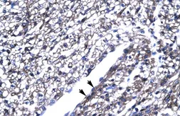 Anti-ThPok antibody, Internal used in IHC (Paraffin sections) (IHC-P). GTX77909