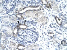 Anti-EVX1 antibody, N-term used in IHC (Paraffin sections) (IHC-P). GTX77912
