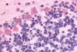 Anti-GPR89A antibody used in IHC (Paraffin sections) (IHC-P). GTX77981
