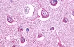 Anti-5-HT5A receptor antibody used in IHC (Paraffin sections) (IHC-P). GTX77999