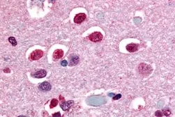 Anti-NR4A3 antibody used in IHC (Paraffin sections) (IHC-P). GTX78011