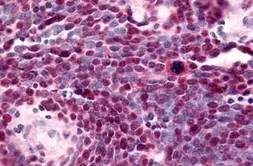 Anti-NR2E1 antibody used in IHC (Paraffin sections) (IHC-P). GTX78013