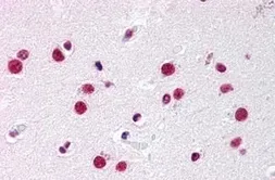 Anti-Steroidogenic Factor 1 antibody used in IHC (Paraffin sections) (IHC-P). GTX78091
