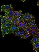 Anti-CD71 antibody [MEM-75] (Biotin) used in Flow cytometry (FCM). GTX78311