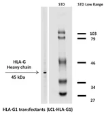 Anti-HLA-G antibody [MEM-G/1] (Biotin) used in Western Blot (WB). GTX78331