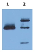 Anti-HLA-G antibody [MEM-G/9] (Azide Free) used in Western Blot (WB). GTX78332