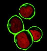 Anti-NTAL antibody [NAP-07] (PE) used in Immunocytochemistry/ Immunofluorescence (ICC/IF). GTX78366