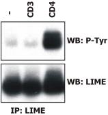 Anti-LIME antibody [LIME-06] used in Immunoprecipitation (IP). GTX78371