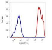 Anti-CD36 antibody [TR9] used in Flow cytometry (FCM). GTX78402