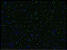 Anti-CD105 antibody [MEM-229] used in IHC (Frozen sections) (IHC-Fr). GTX78404