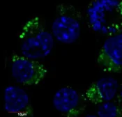 Anti-beta Tubulin 3/ Tuj1 antibody [TU-20] (FITC) used in Immunocytochemistry/ Immunofluorescence (ICC/IF). GTX78442