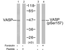 Anti-VASP (phospho Ser157) antibody used in Western Blot (WB). GTX78924