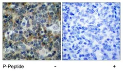 Anti-VASP (phospho Ser239) antibody used in IHC (Paraffin sections) (IHC-P). GTX78925