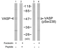 Anti-VASP (phospho Ser239) antibody used in Western Blot (WB). GTX78925