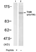 Anti-TrkB (phospho Tyr705) antibody used in Western Blot (WB). GTX78928