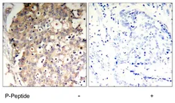 Anti-SHP1 (phospho Tyr536) antibody used in IHC (Paraffin sections) (IHC-P). GTX78946