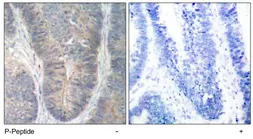 Anti-PKR (phospho Thr451) antibody used in IHC (Paraffin sections) (IHC-P). GTX78963