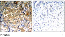 Anti-PKC zeta (phospho Thr410) antibody used in IHC (Paraffin sections) (IHC-P). GTX78967