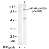 Anti-NFkB p105/p50 (phospho Ser337) antibody used in Western Blot (WB). GTX79002