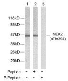 Anti-MEK2 (phospho Thr394) antibody used in Western Blot (WB). GTX79014