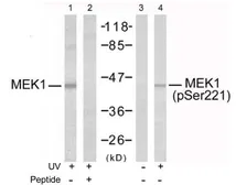 Anti-MEK1 (phospho Ser221) antibody used in Western Blot (WB). GTX79016