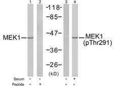 Anti-MEK1 (phospho Thr291) antibody used in Western Blot (WB). GTX79017
