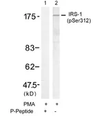 Anti-IRS1 (phospho Ser312) antibody used in Western Blot (WB). GTX79036
