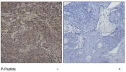Anti-CREB (phospho Ser142) antibody used in IHC (Paraffin sections) (IHC-P). GTX79098