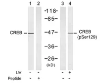 Anti-CREB (phospho Ser129) antibody used in Western Blot (WB). GTX79099