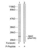 Anti-Bad (phospho Ser155) antibody used in Western Blot (WB). GTX79126