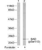 Anti-Bad (phospho Ser112) antibody used in Western Blot (WB). GTX79127