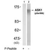 Anti-ASK1 (phospho Ser966) antibody used in Western Blot (WB). GTX79137