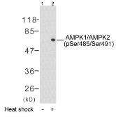 Anti-AMPK1/AMPK2 (phospho Ser485/Ser491) antibody used in Western Blot (WB). GTX79142